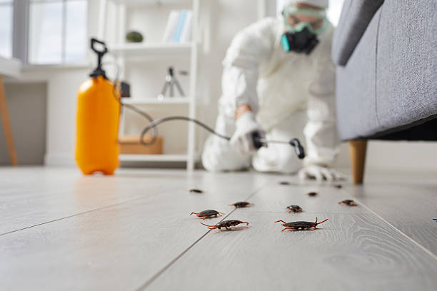 Commercial Kitchen Cockroach Control in Henderson